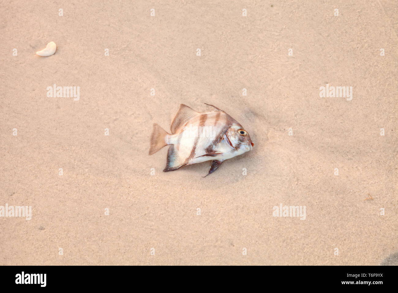 Atlantic spadefish Chaetodipterus faber est mort dans la marée rouge Banque D'Images