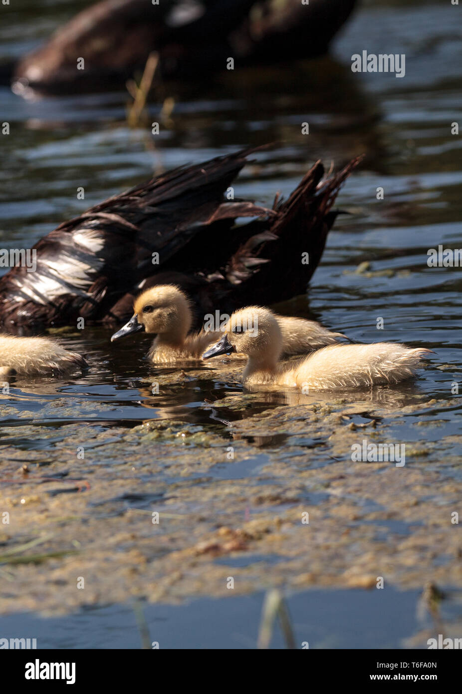 Bébé canetons de Barbarie Cairina moschata troupeau Banque D'Images