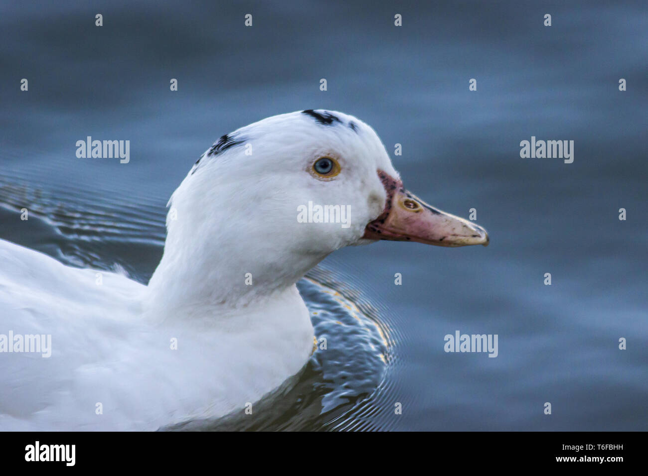 Canard domestique (Ana) plathyrhanchos Banque D'Images