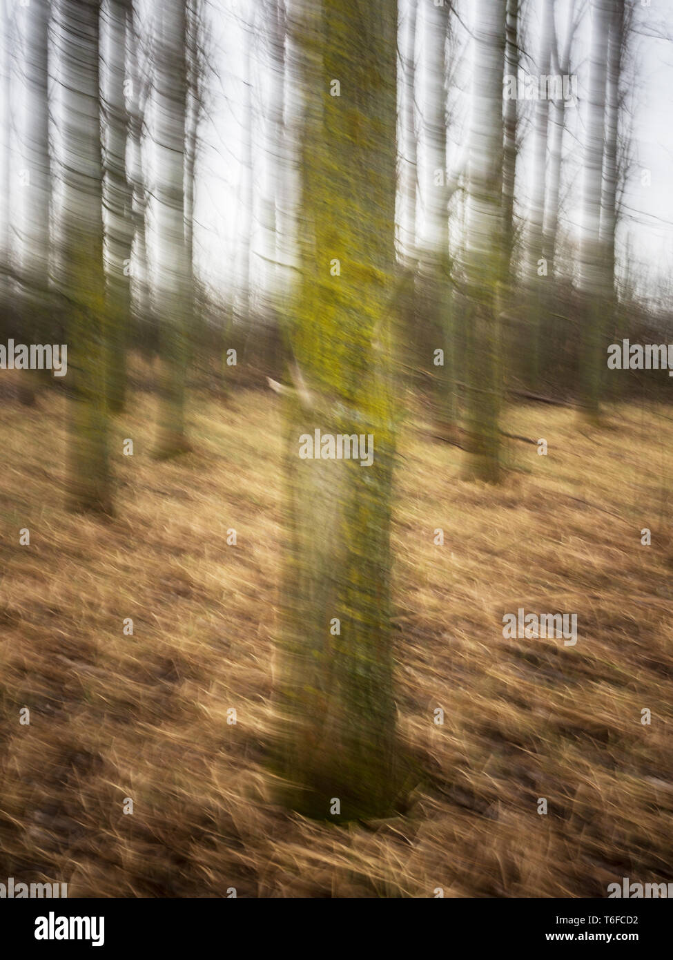 Arbre dans le bois avec blur Banque D'Images