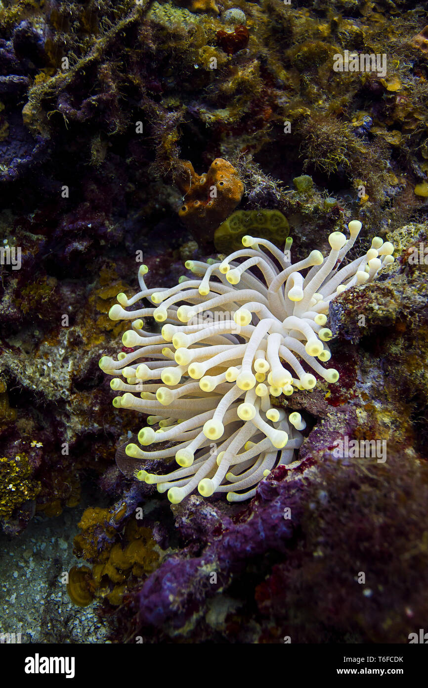 Petite Anemone dans une roche Banque D'Images