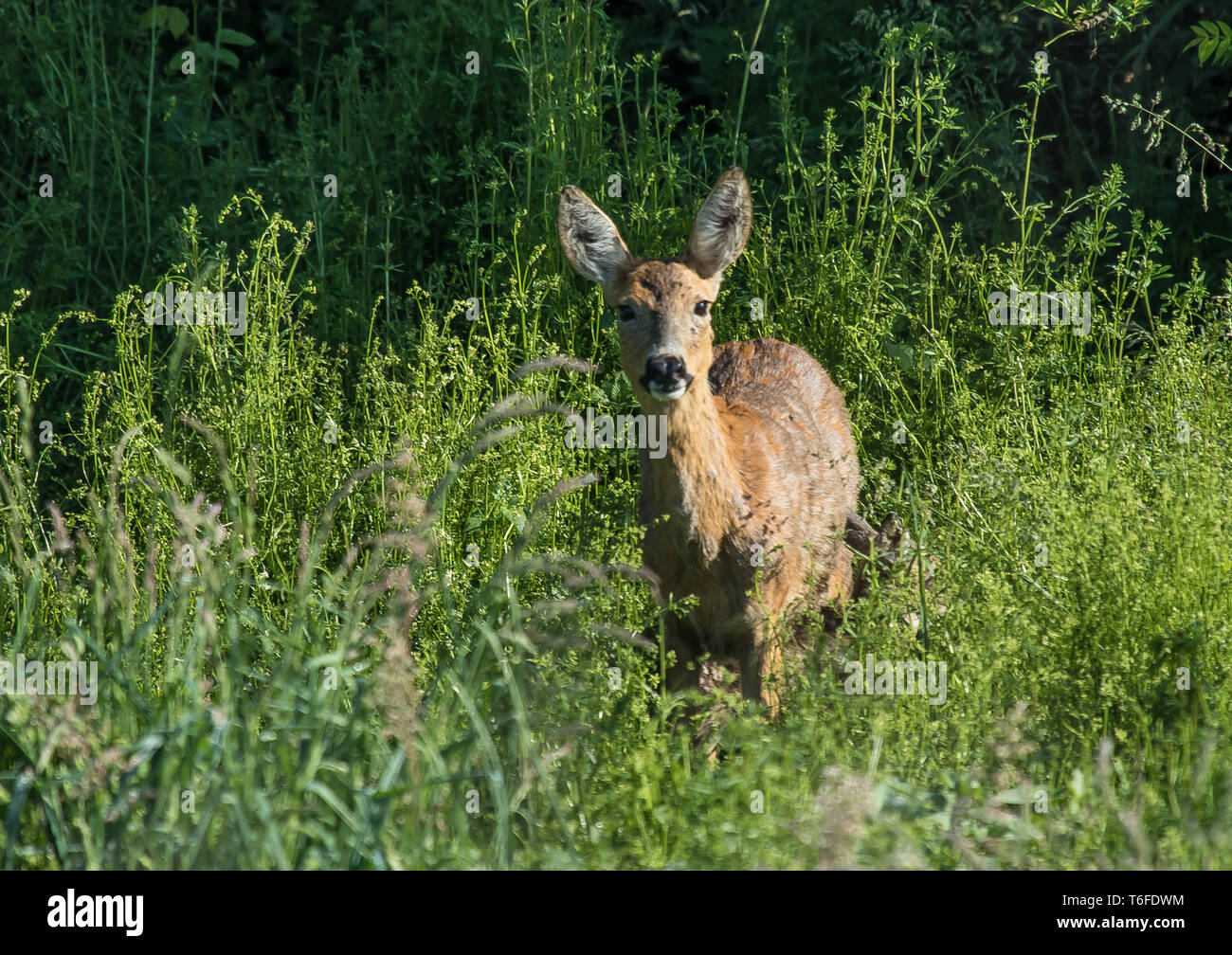 Doe, les chevreuils, 'Capreolus capreolus' Banque D'Images