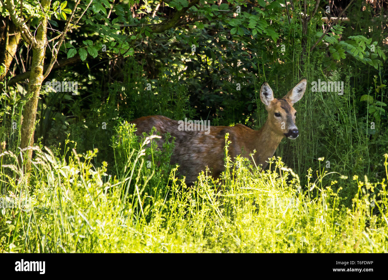 Doe, les chevreuils, 'Capreolus capreolus' Banque D'Images