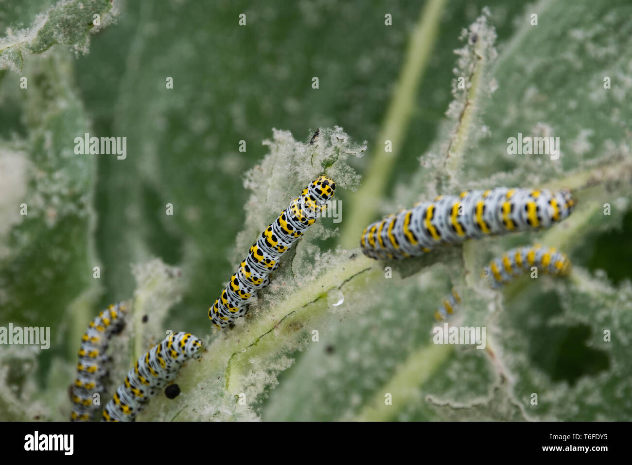 Mullein Cucullia verbasci chenilles se nourrissent de feuilles jardin Banque D'Images