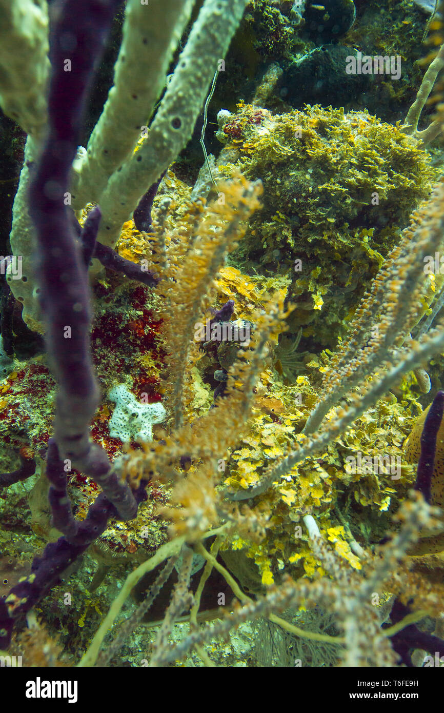 Longsnout seahorse dans coral Banque D'Images