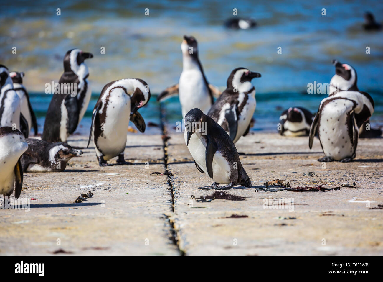 Pingouins africains sur la côte Atlantique Banque D'Images