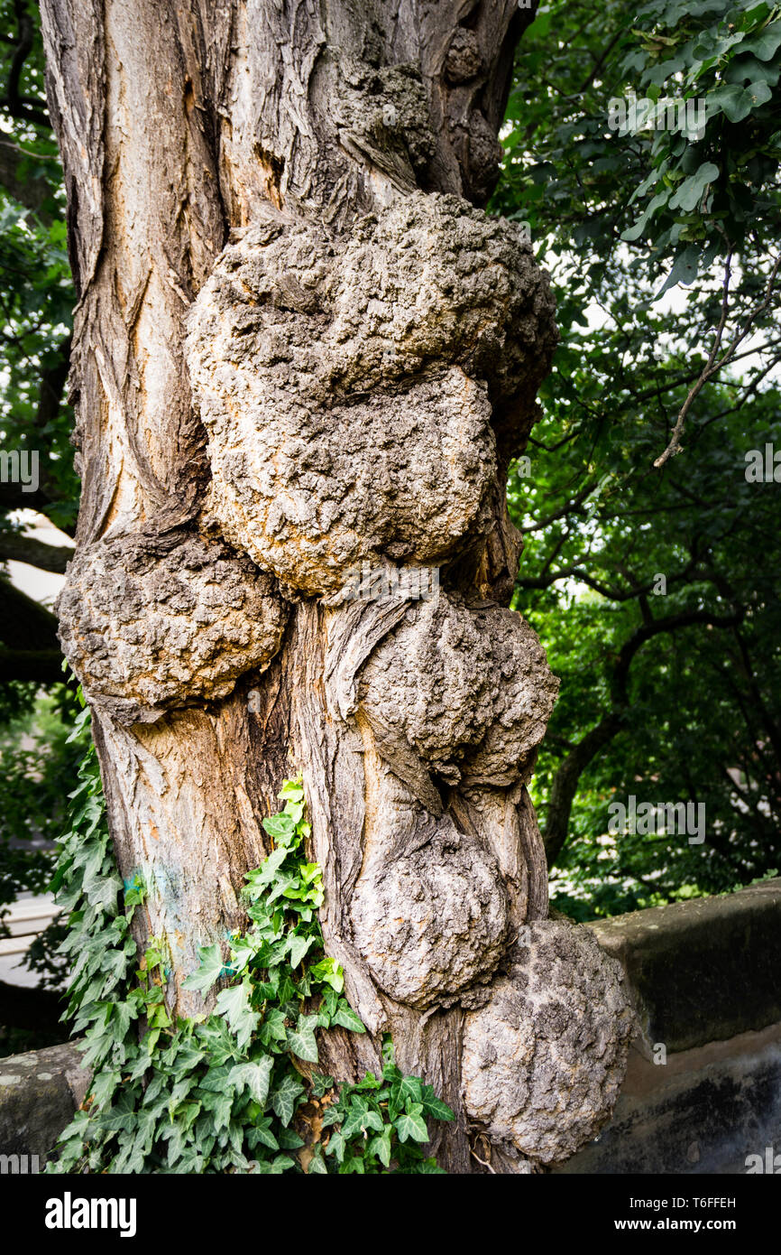 Tronc d'arbre noueux Banque D'Images