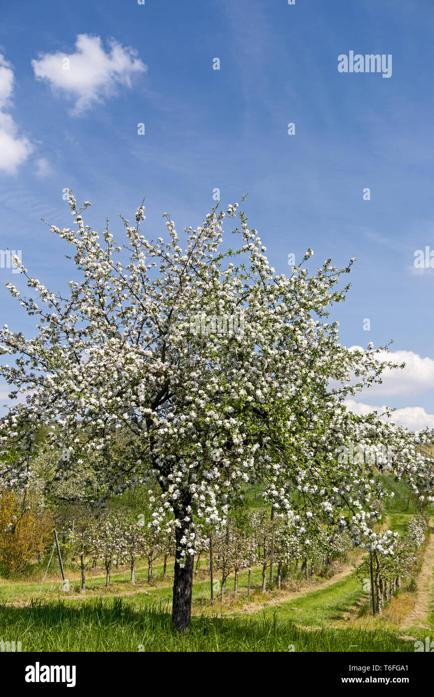 Blossoming apple tree Banque D'Images