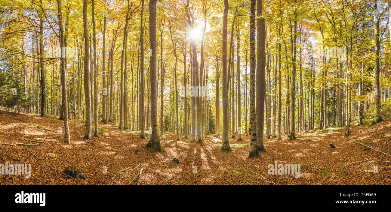 En automne avec la forêt de hêtres et de rayons Banque D'Images