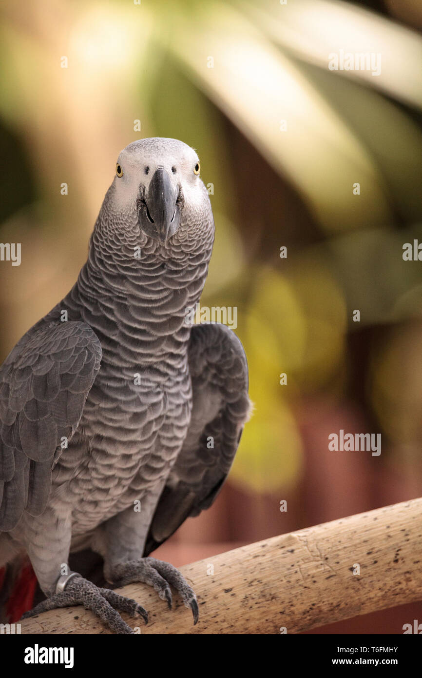 Perroquet gris d'Afrique animaux de Psittacus erithacus Banque D'Images