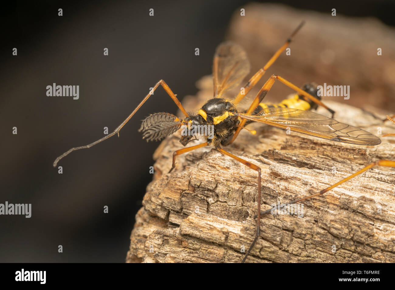 Cranefly, wasp mâle mimétisme (lat. Ctenophora flaveolata) Banque D'Images