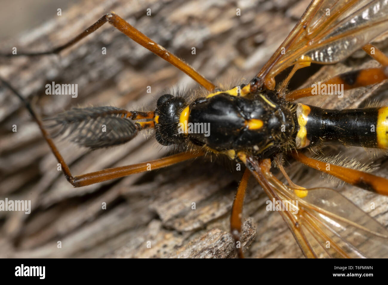 Cranefly, wasp mâle mimétisme (lat. Ctenophora flaveolata) Banque D'Images