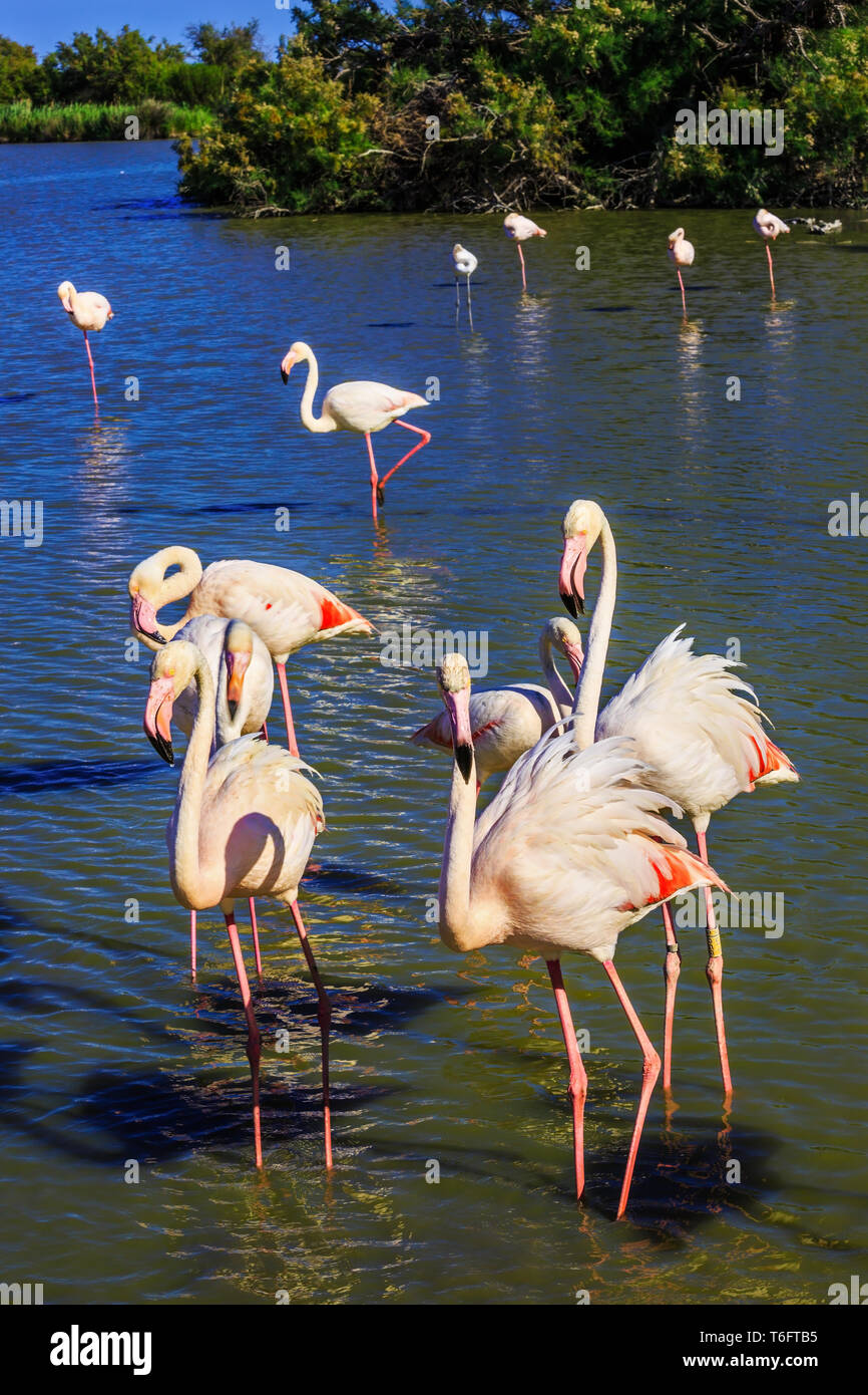 Oiseaux exotiques debout dans Delta du Rhône Banque D'Images