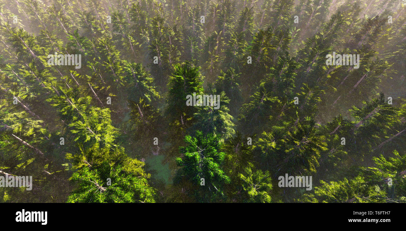 Paysage panoramique coloré: Forêt verte de hauts mixtes denses, vue aérienne du monde miniature. (Plaque arrière plane, ordinateur de rendu 3D numérique Banque D'Images