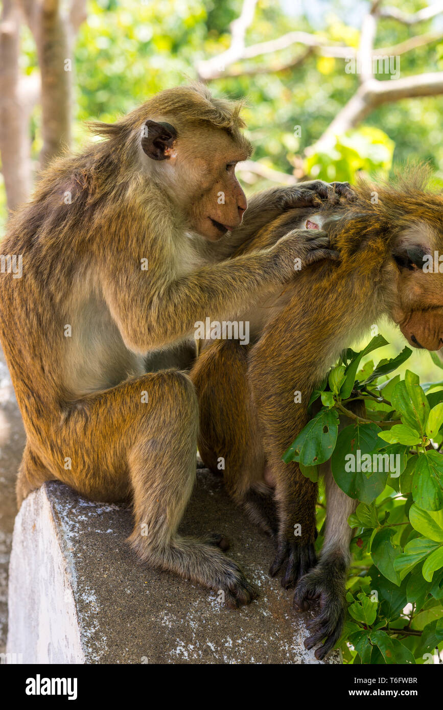 Monkey au clan Dambulla cave temple Banque D'Images
