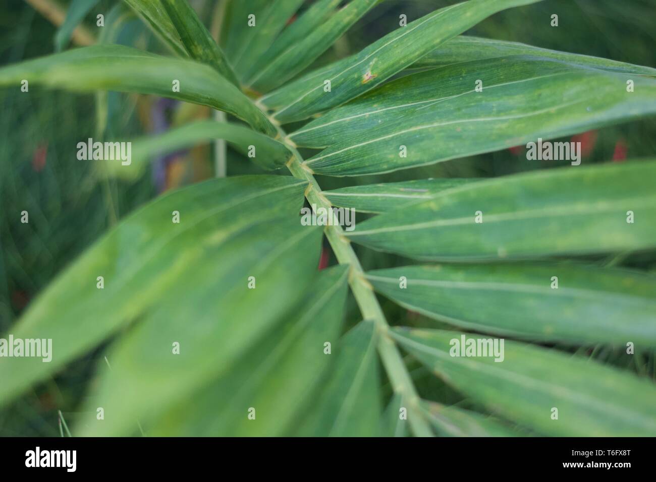 Libre de feuilles des plantes vertes tropicales Banque D'Images