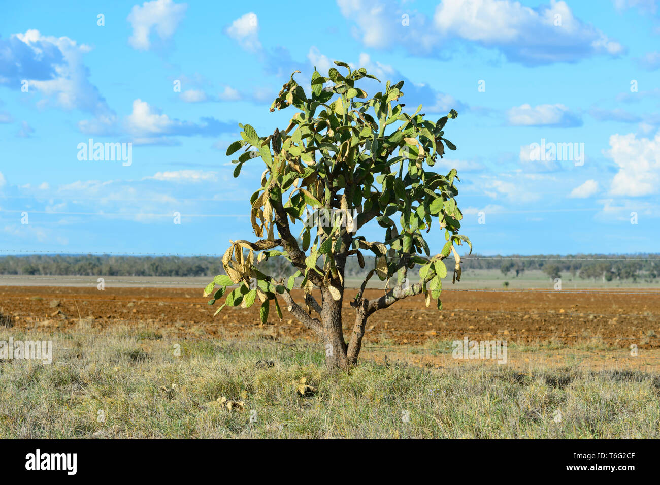 Cactus (Opuntia) sont un genre de plantes envahissantes introduites en Australie. Vu dans le Nord du Queensland, Queensland, Australie Banque D'Images