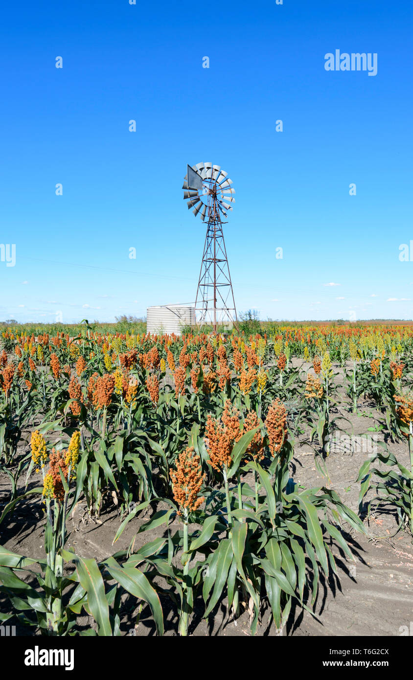 Une récolte de sorgho et une vue d'aérien le long de la route de Carnarvon, Queensland, Australie, Queensland de l'intérieur Banque D'Images