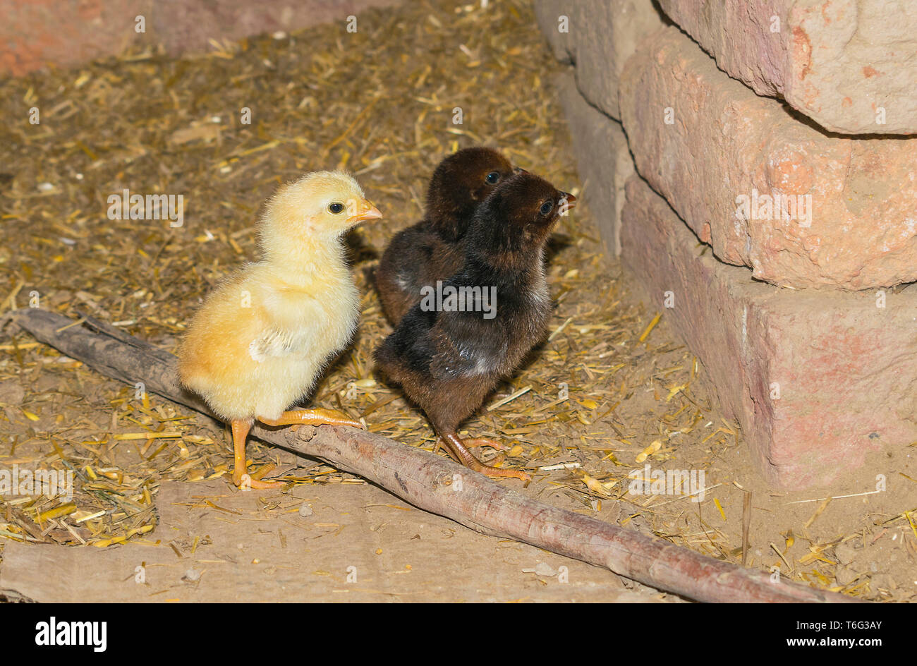 Vue rapprochée de trois beaux petits poussins dans poulailler vue avant. Banque D'Images
