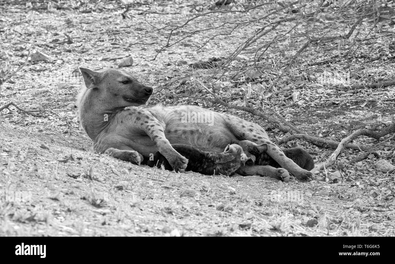 L'Hyène tachetée d'oursons suckling, Afrique du Sud Banque D'Images