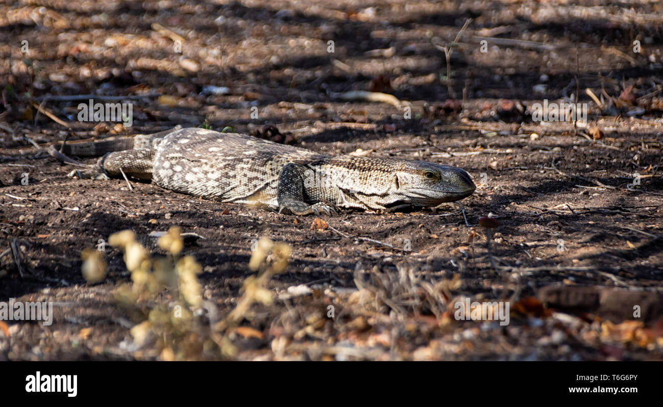 Un moniteur de Rock dans le sud de la savane africaine Banque D'Images