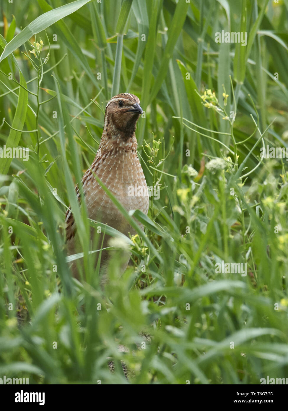 Caille commune (Coturnix coturnix) ou la caille Banque D'Images