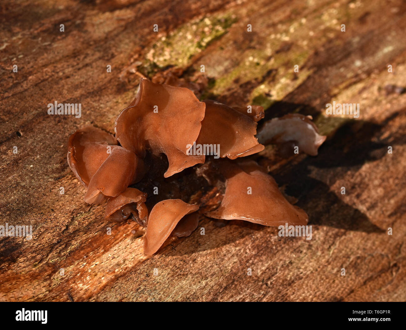 Champignon, jelly, oreille, woodear Banque D'Images