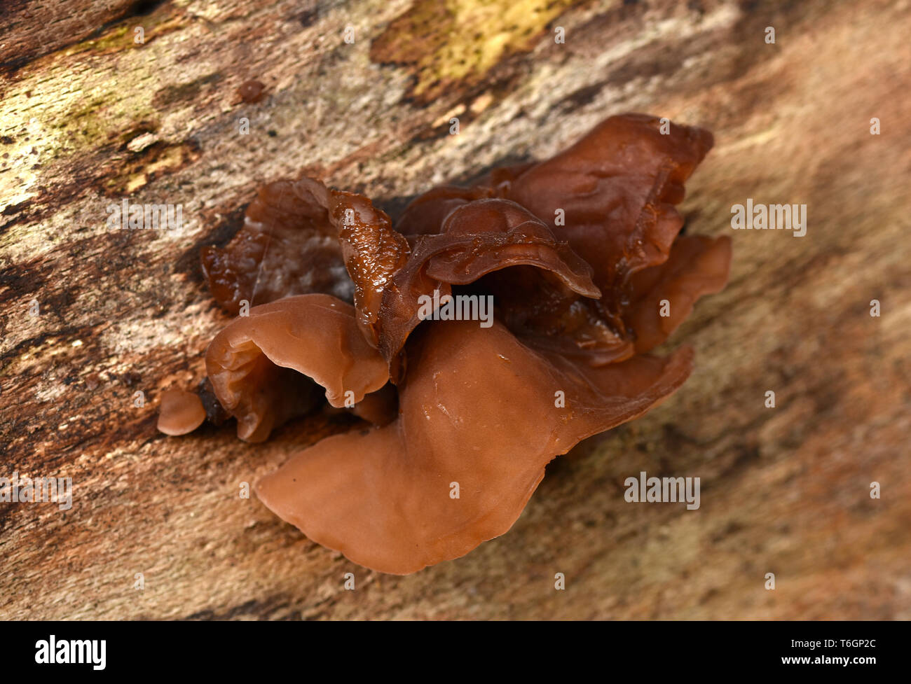Champignon, jelly, oreille, woodear Banque D'Images