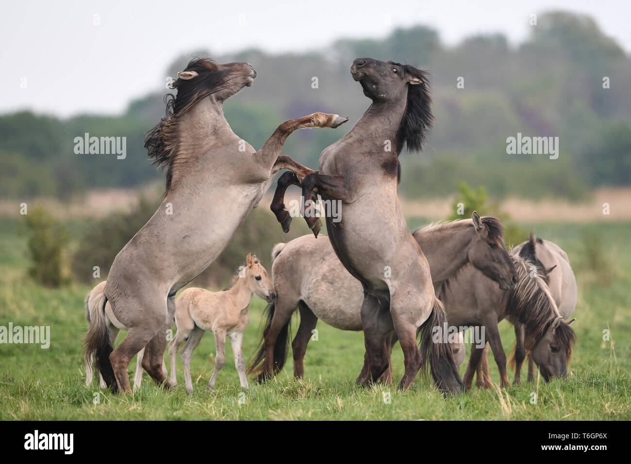 Poneys Konik lutte pour la domination pendant la saison de poulinage au National Trust Wicken Fen Réserve Naturelle dans le Cambridgeshire, qui célèbre son 120e anniversaire cette année. Banque D'Images