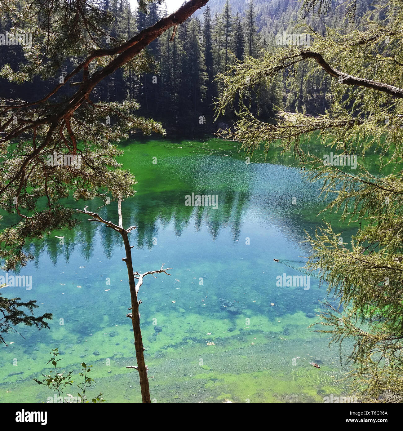 Une mer vert merveilleux dans les montagnes Banque D'Images