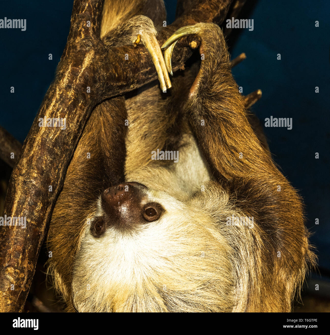 Hoffmann's Deux-toed Sloth (Choloepus hoffmanni).Cet animal photographié dans le Zoo de Stockholm.La Suède. Banque D'Images