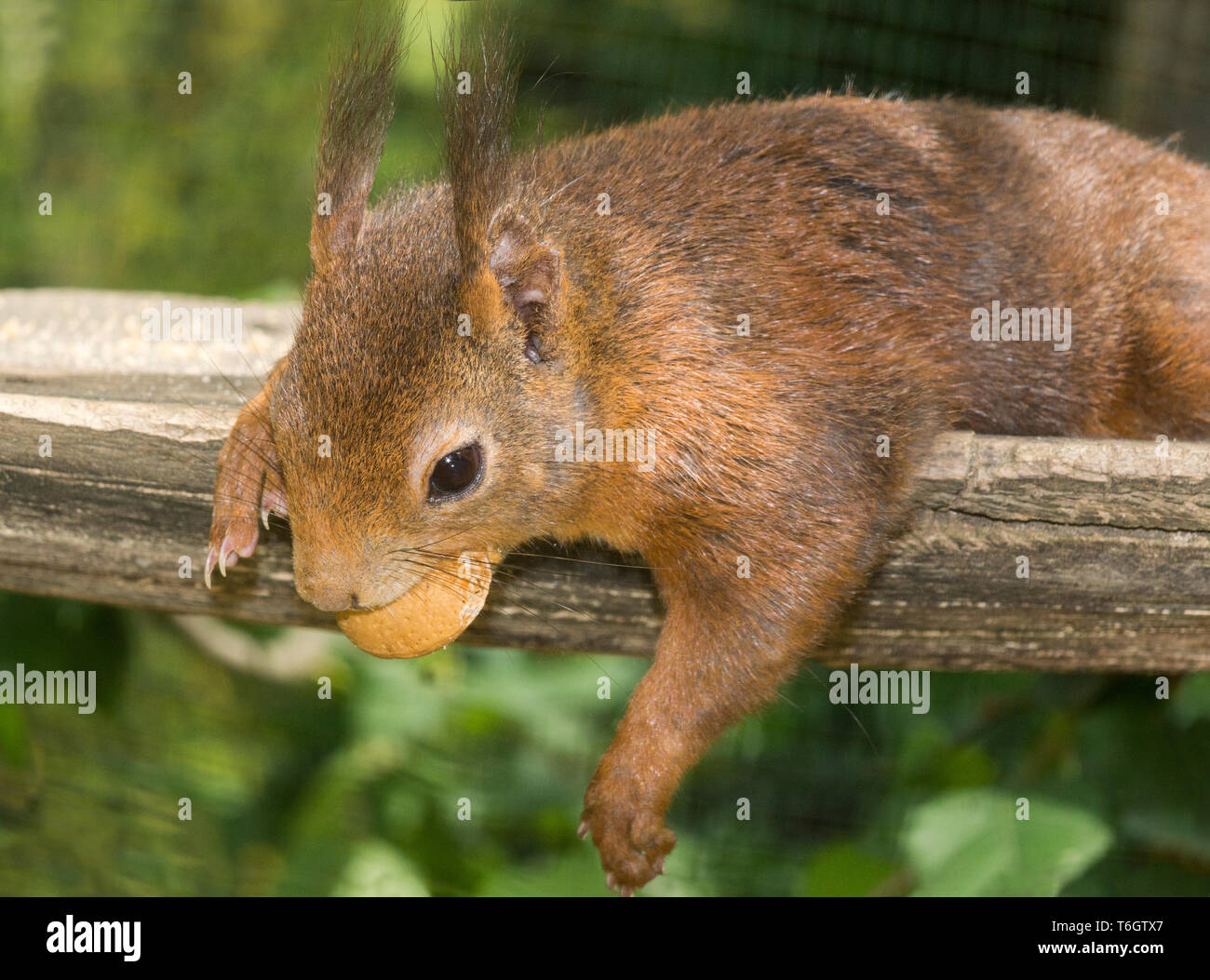 L'Écureuil roux (Sciurus vulgaris).L'écureuil rouge est la seule en France.Elle est généralement plus sombre que la race britannique. Banque D'Images