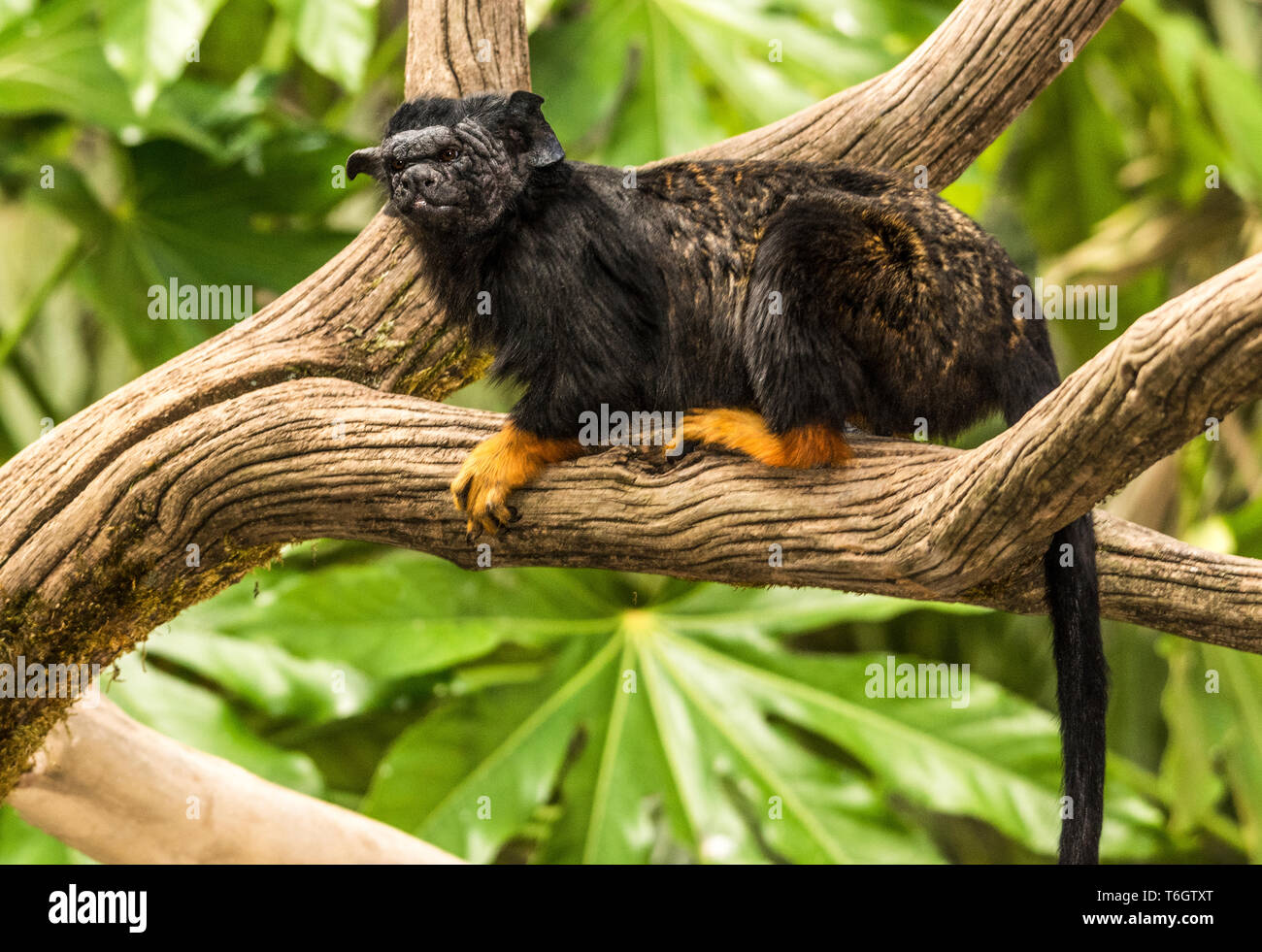 La main dans le tamarin (Saguinus midas).photographié dans le Zoo d'Argeles-Gazost dans le sud-ouest de la France. Banque D'Images