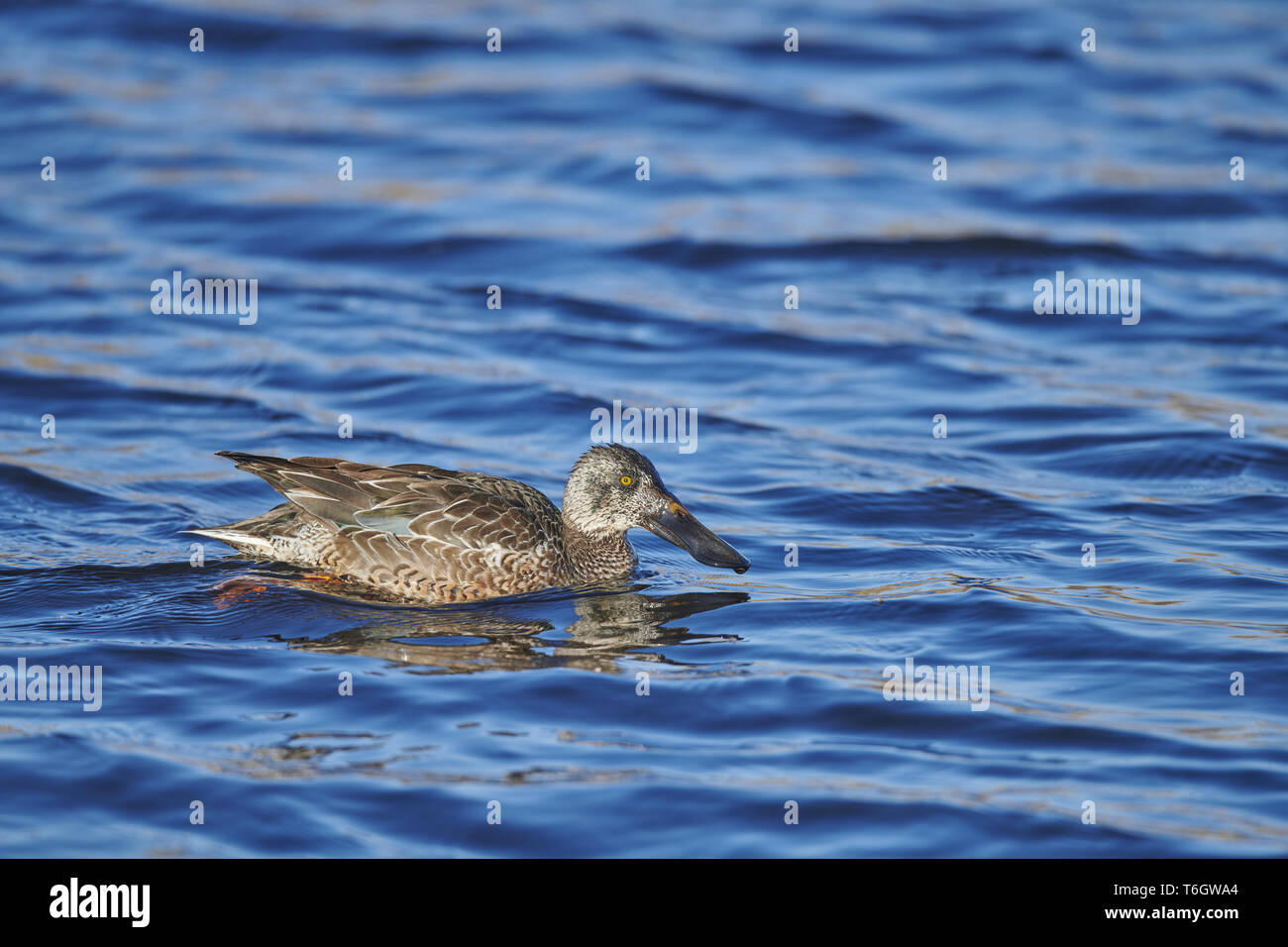 Le canard souchet, Anas clypeata, Europe Banque D'Images