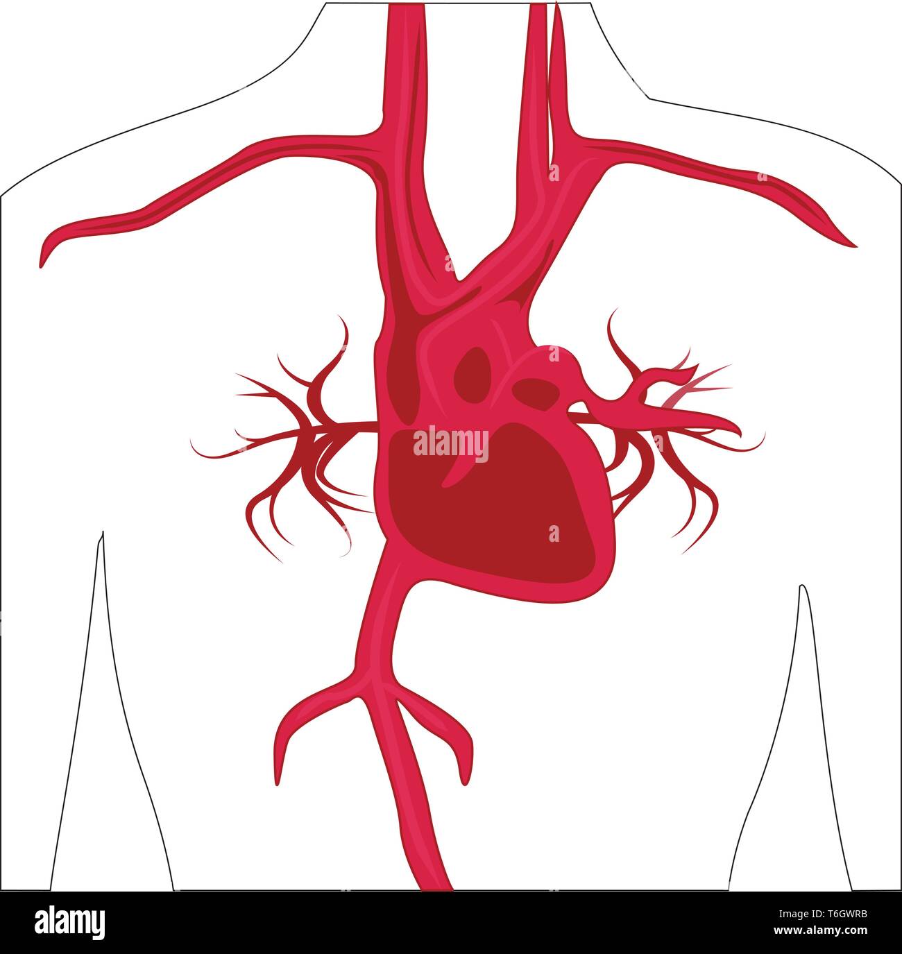 Système d'artère dans le corps humain vector illustration Illustration de Vecteur