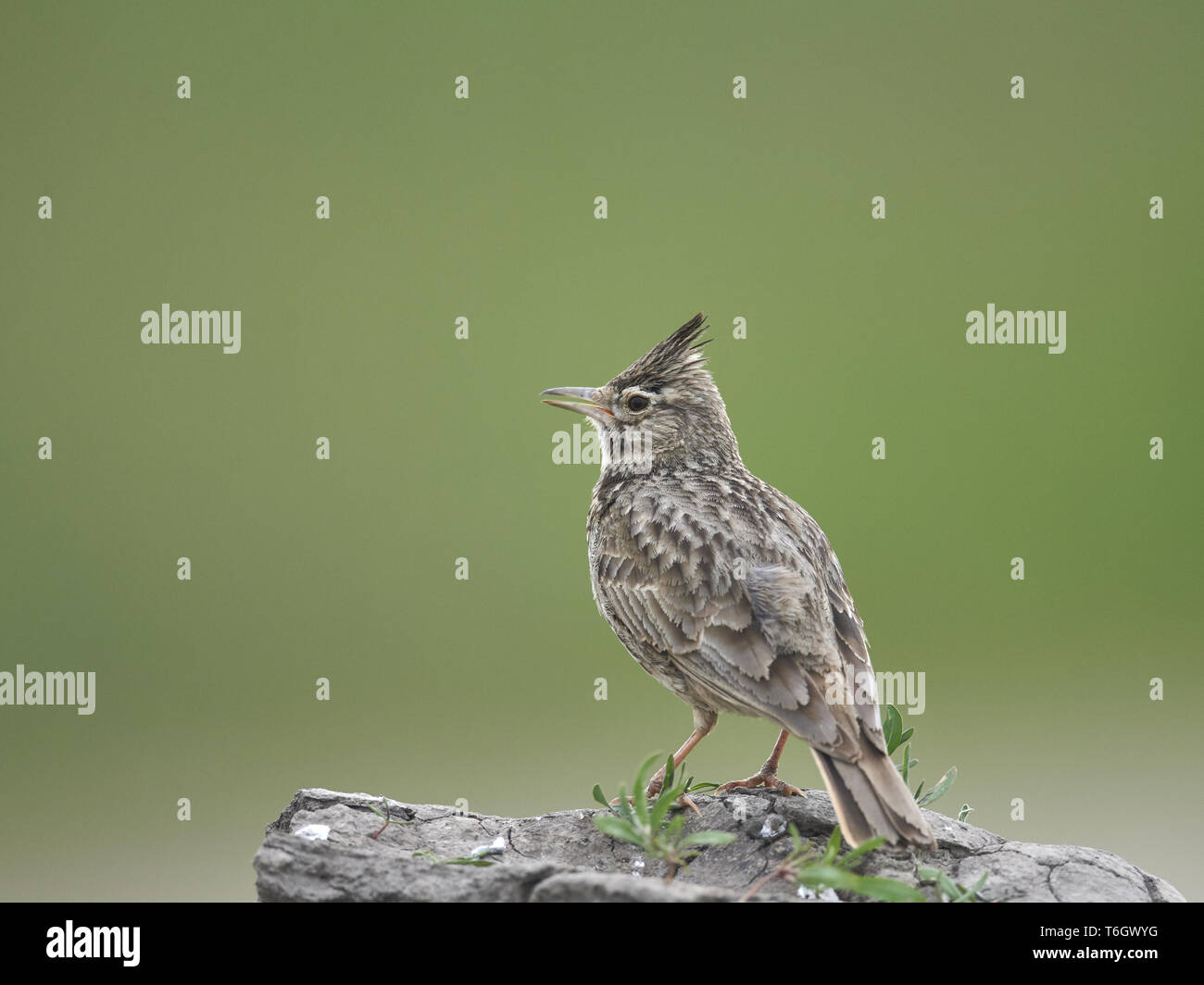 Galerida cristata Crested Lark, Bulgarie, Europe, Banque D'Images