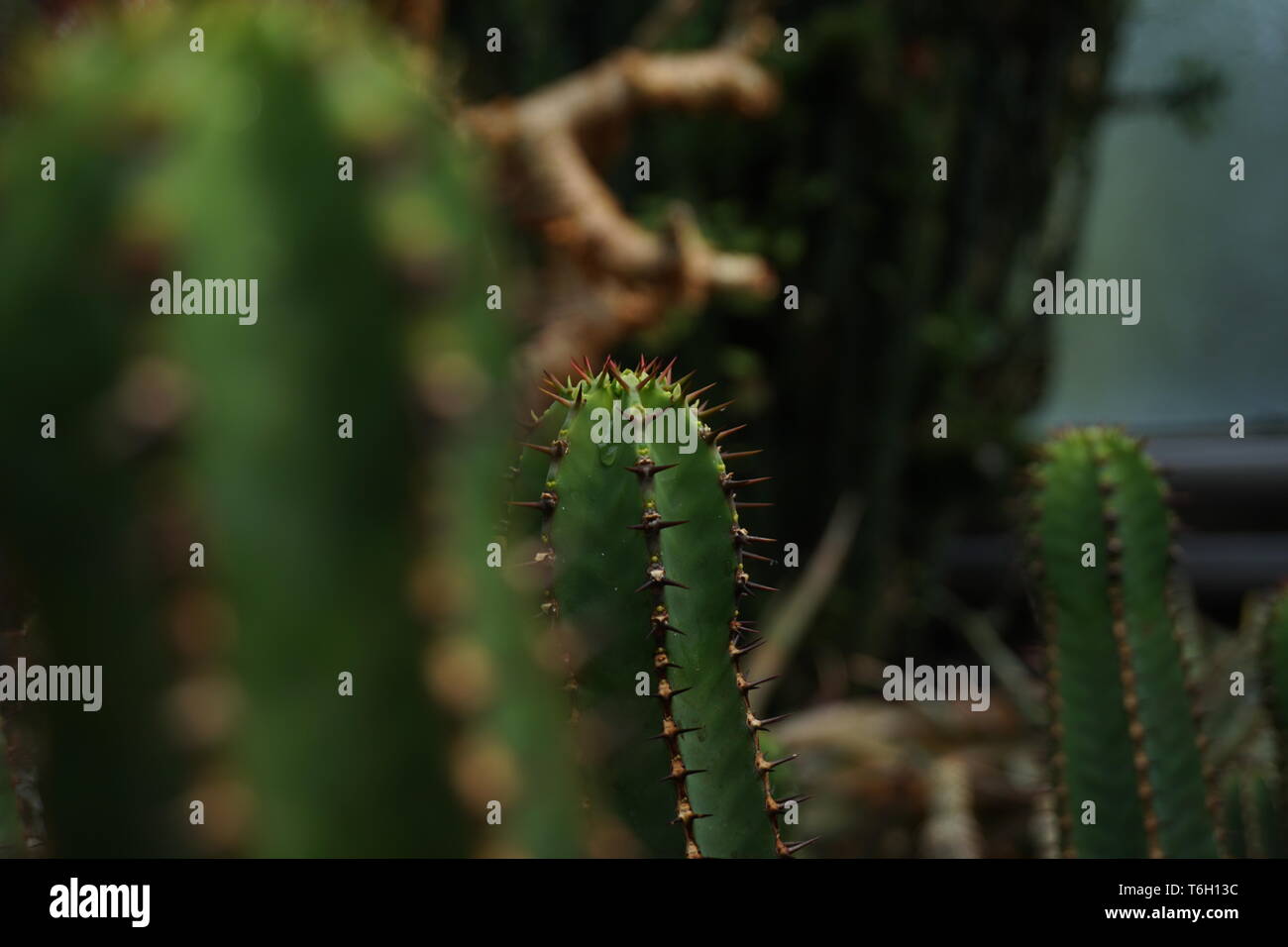 vert cactus Banque D'Images