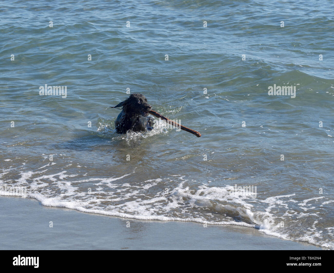 Heureux animal chien jouant fetch le bâton dans la mer. Plaisir en plein air. Banque D'Images