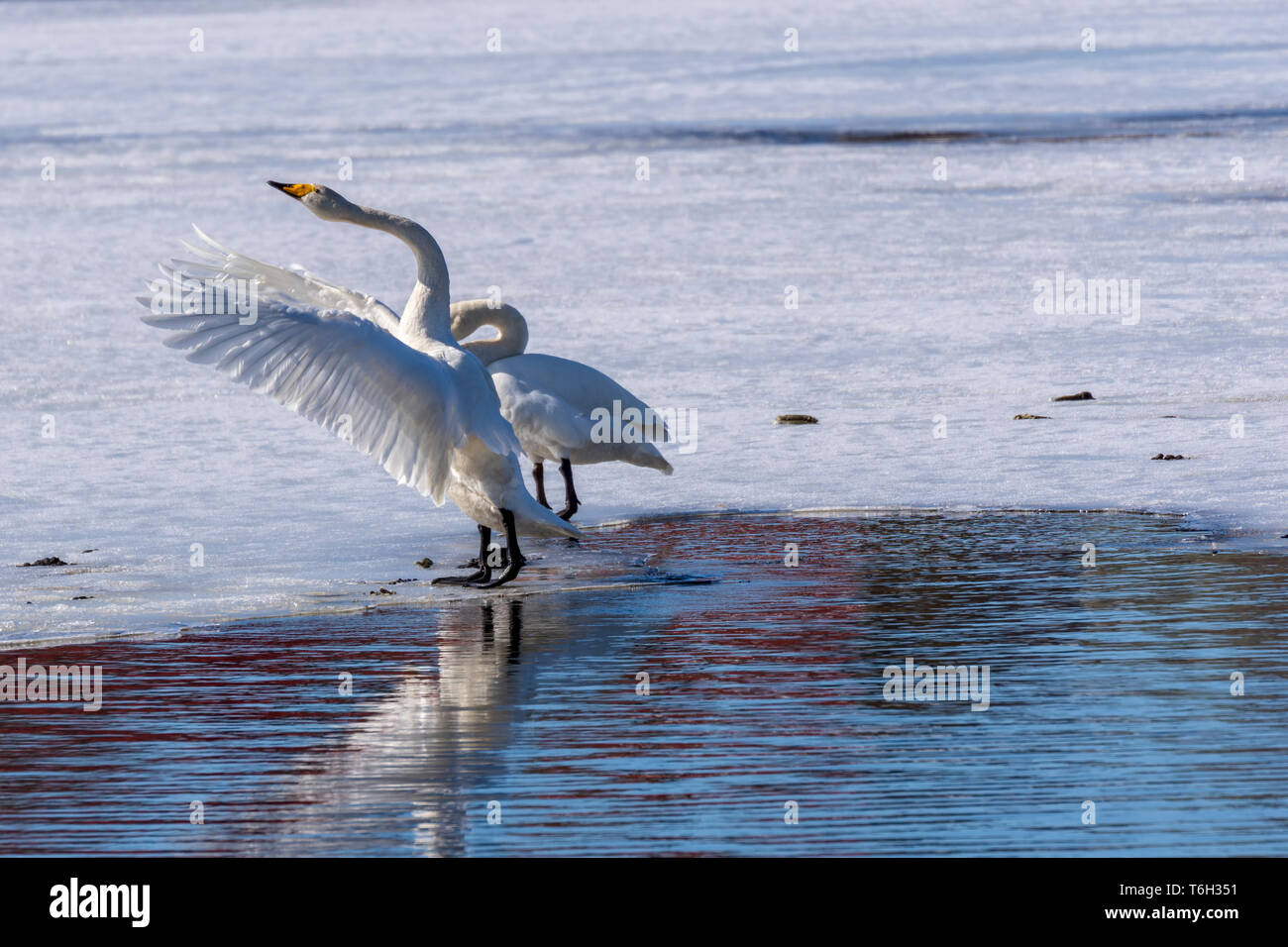Swan (Cygnus cygnus) sur la glace forme avec les ailes et en premier plan l'eau libre, photo du nord de la Suède. Banque D'Images