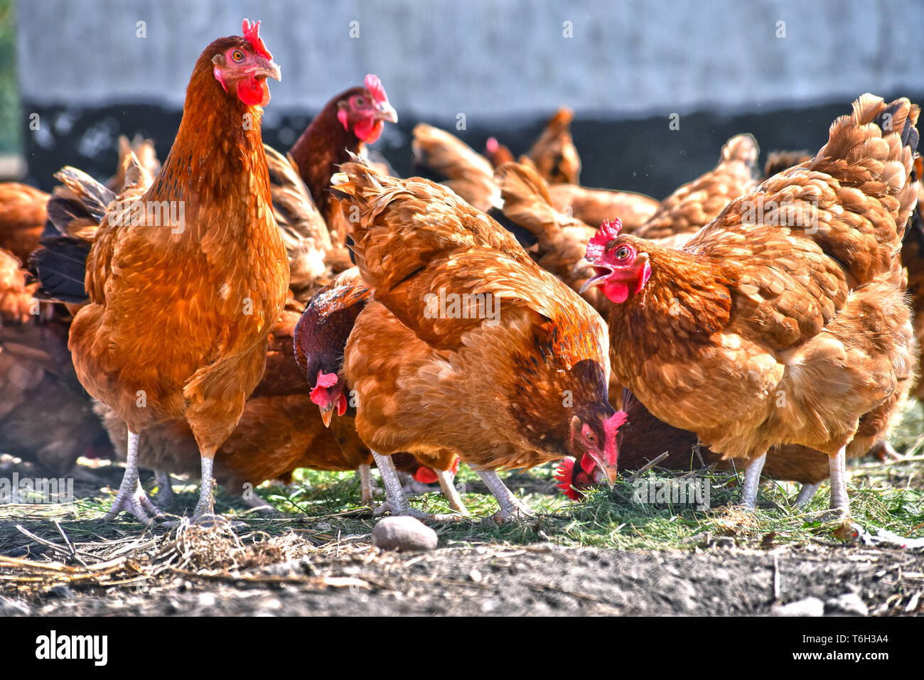 Sur des poulets de ferme avicole gamme traditionnelle Banque D'Images