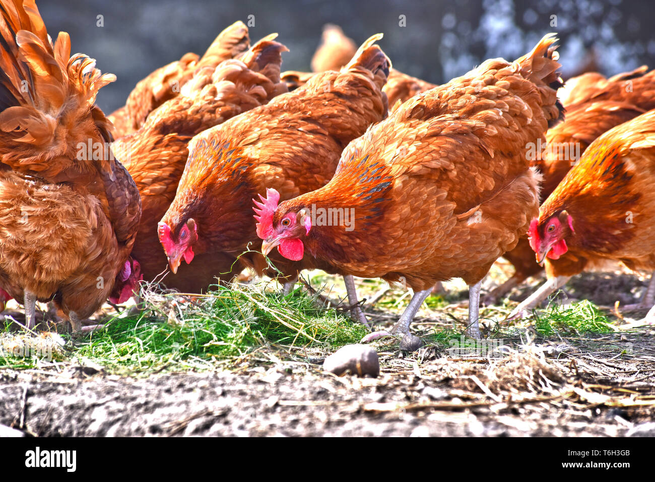 Poulets sur gamme traditionnelle de ferme avicole. Banque D'Images