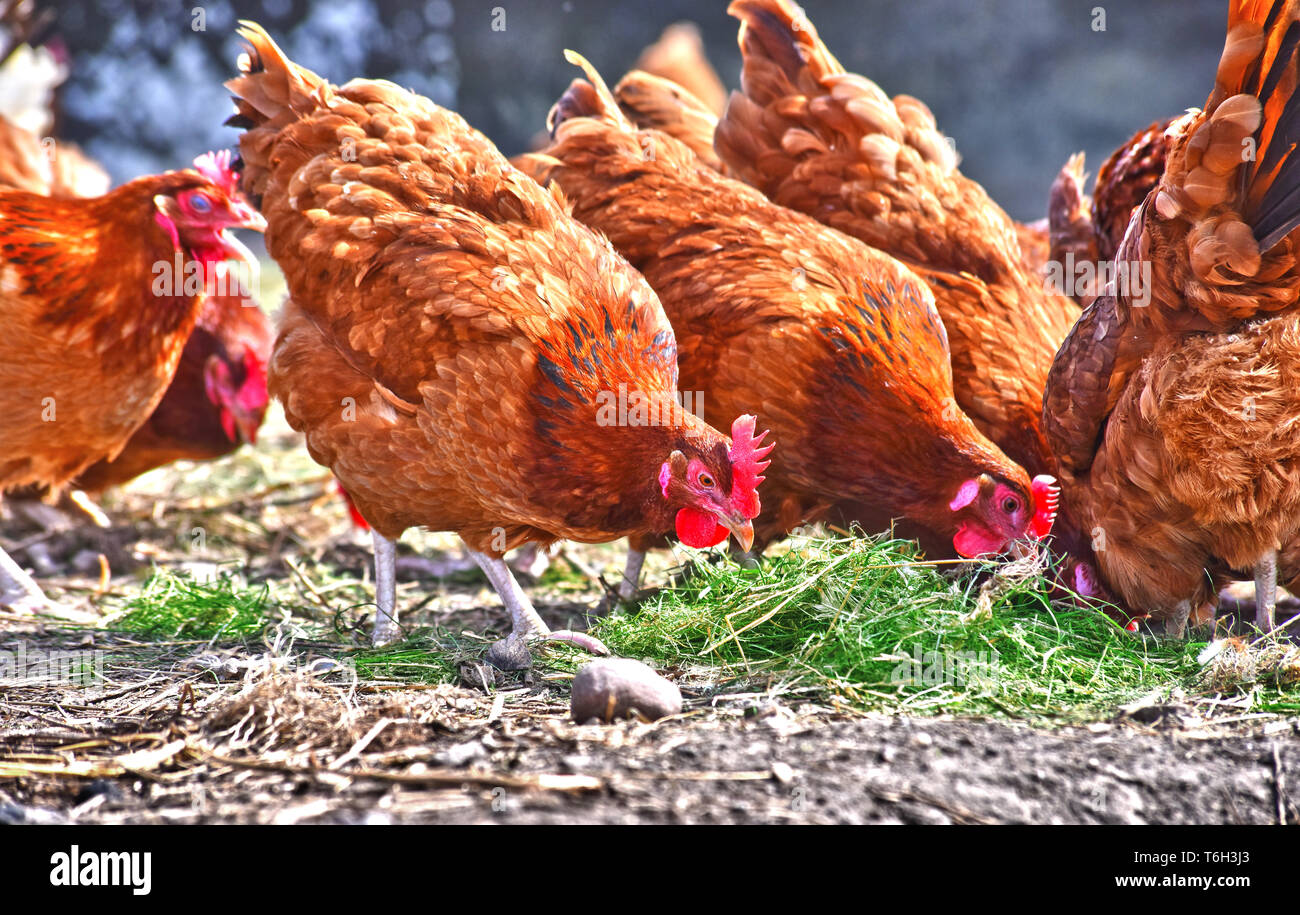 Poulets sur gamme traditionnelle de ferme avicole. Banque D'Images