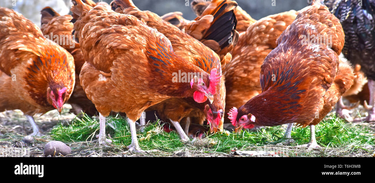 Poulets sur gamme traditionnelle de ferme avicole. Banque D'Images