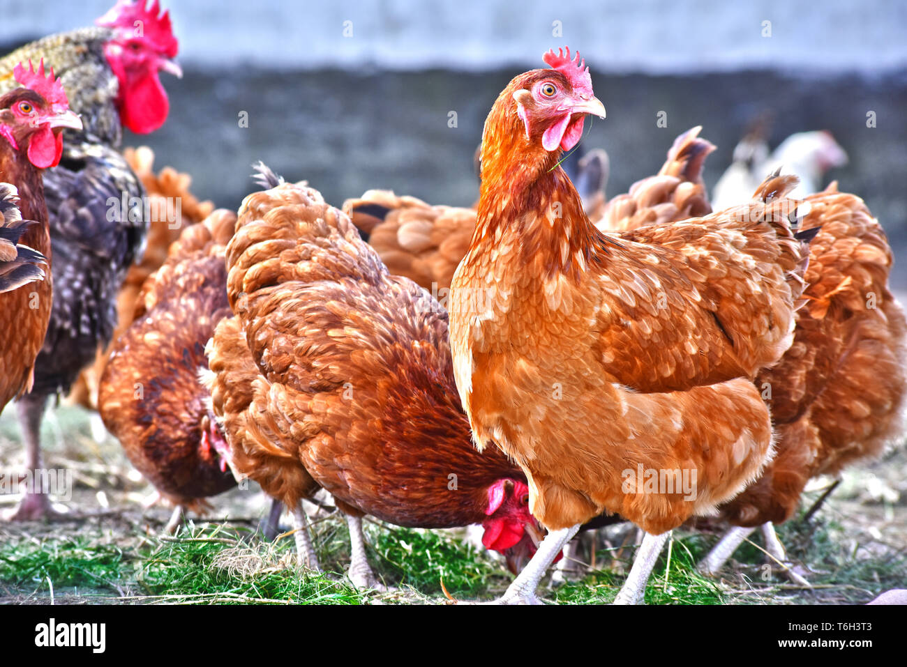 Poulets sur gamme traditionnelle de ferme avicole. Banque D'Images