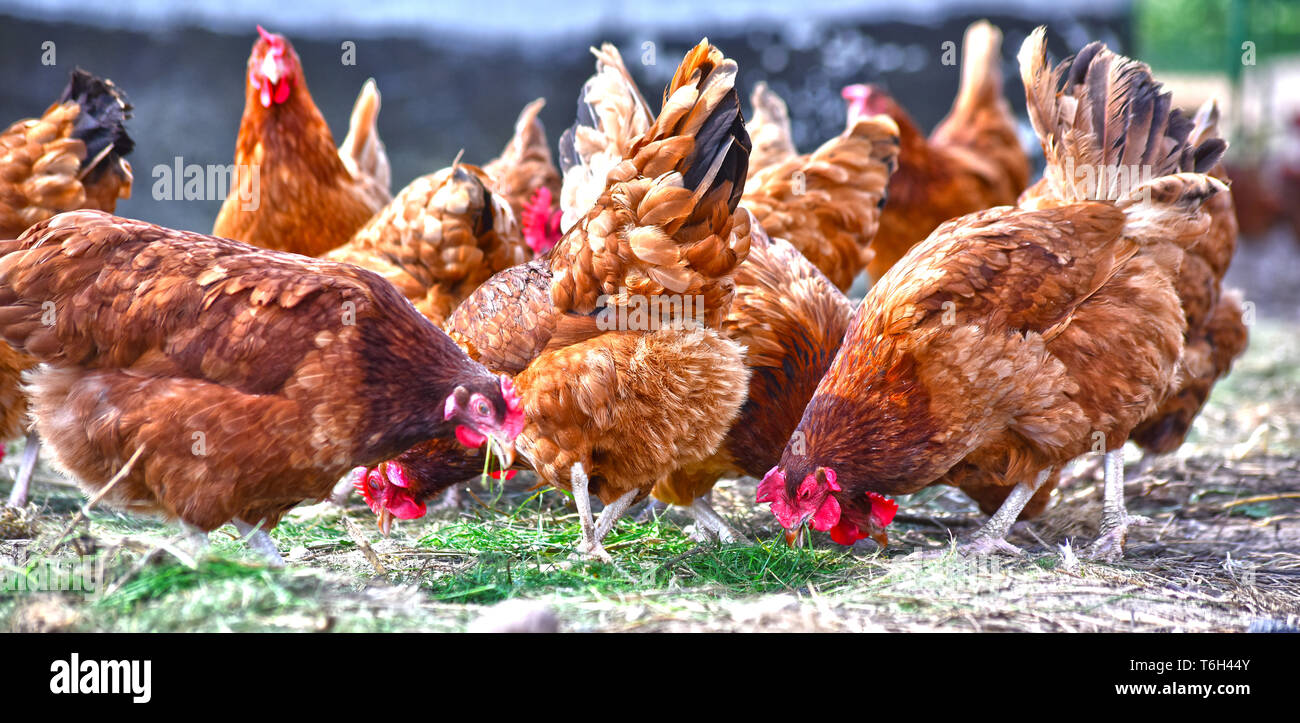 Poulets sur gamme traditionnelle de ferme avicole. Banque D'Images