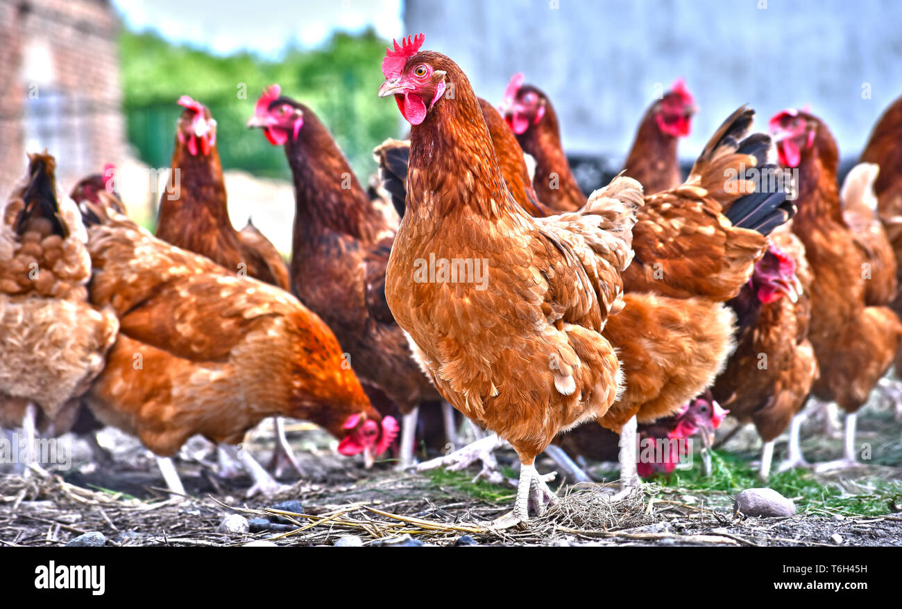 Poulets sur gamme traditionnelle de ferme avicole. Banque D'Images