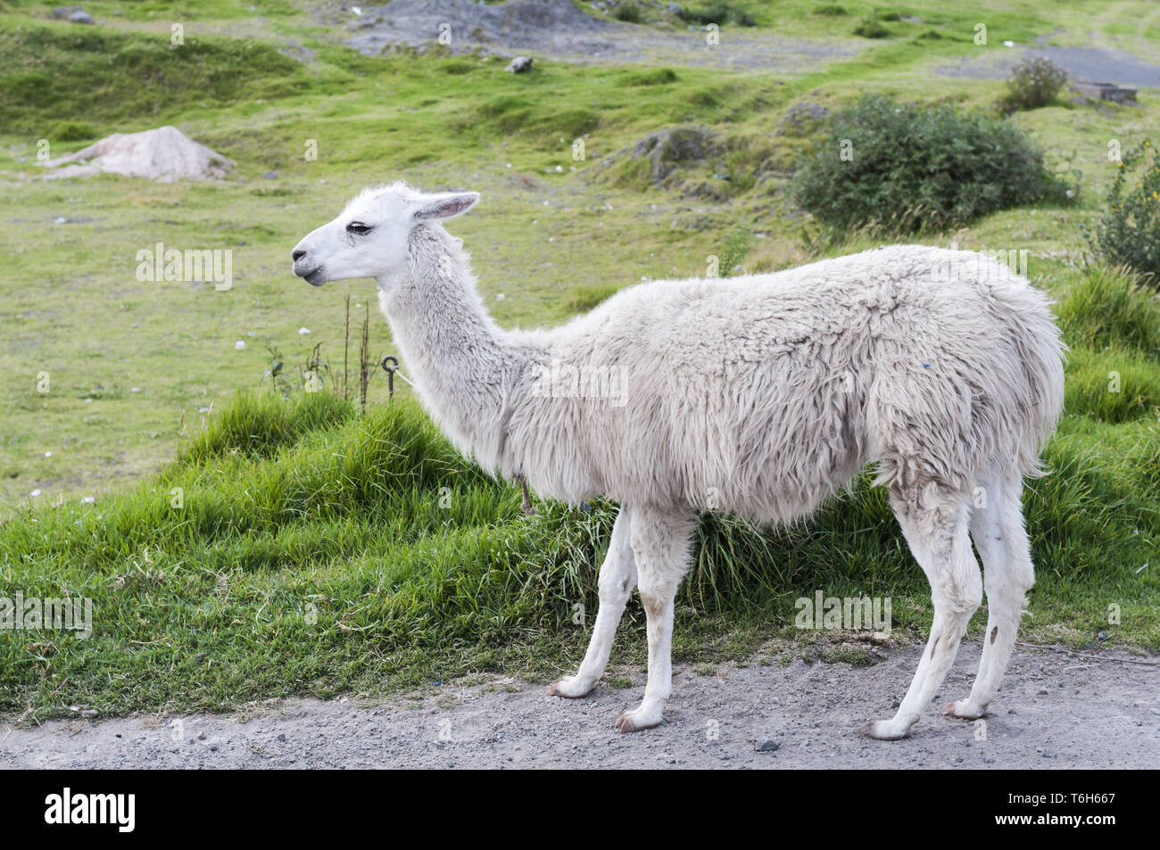 Portrait d'un lama blanc (Lama glama) dans les Andes. Banque D'Images