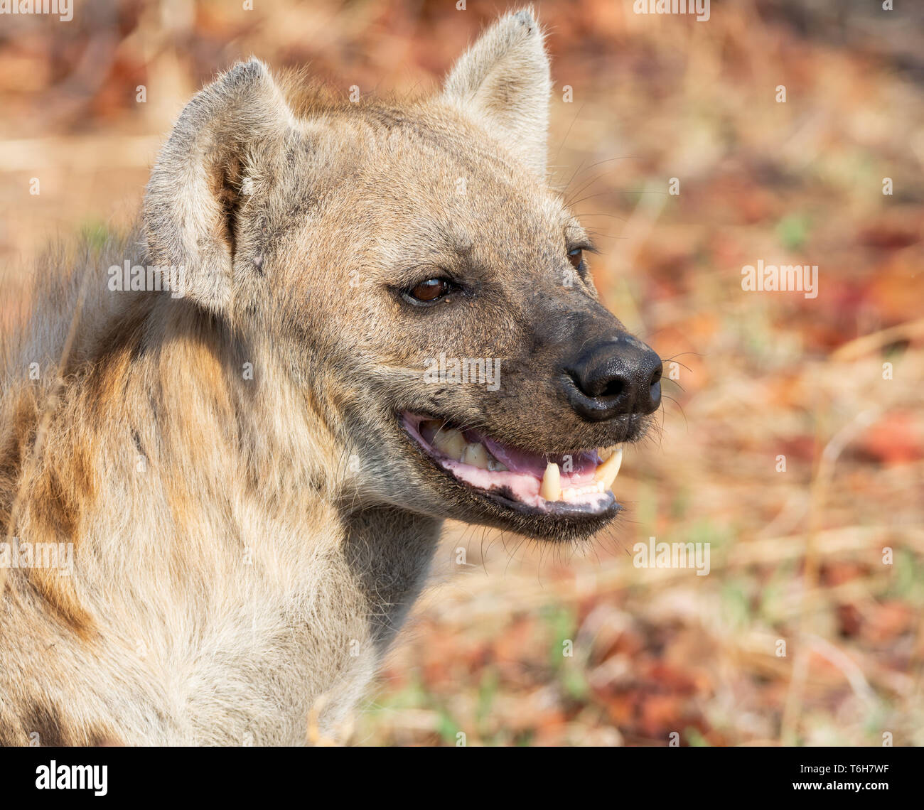 Un closeup portrait of a female Hyène tachetée dans le sud de la savane africaine Banque D'Images