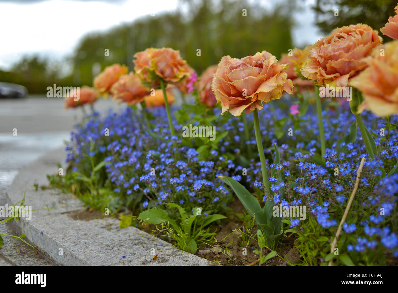 Tulipes perroquet jaune avec forget-me-not - les plantes herbacées dans un parc Banque D'Images