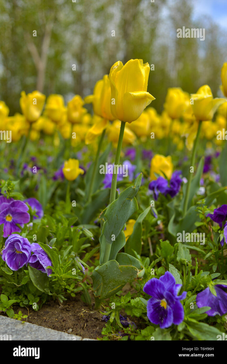 Tulipes perroquet jaune avec forget-me-not - les plantes herbacées dans un parc Banque D'Images